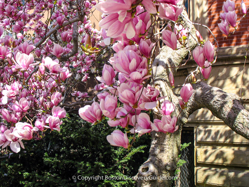 Magnolias on Commonwealth Avenue in late April