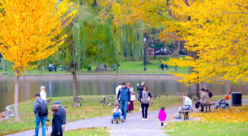 Golden fall foliage by the lagoon in Boston's Public Garden in mid-October