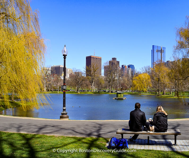 Golden weeping willows in Boston's Public Garden in early April