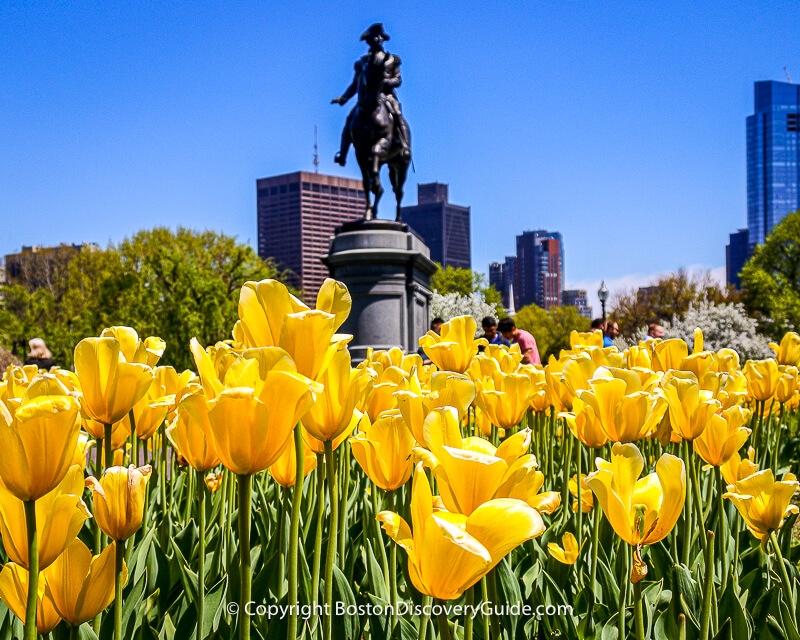 Yellow tulips blooming during the 2nd week of May in Boston's Public Garden