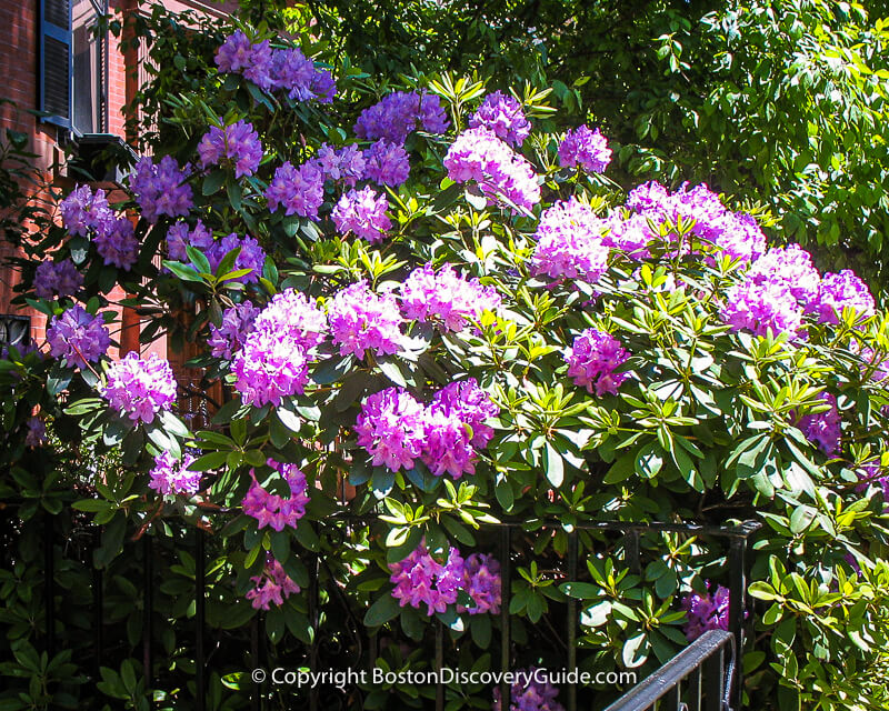 Rhododendrons blooming in Charlestown garden in June