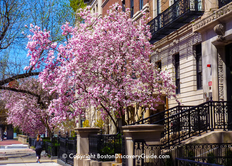 Saucer magnolias along Marlborough Street in mid-May