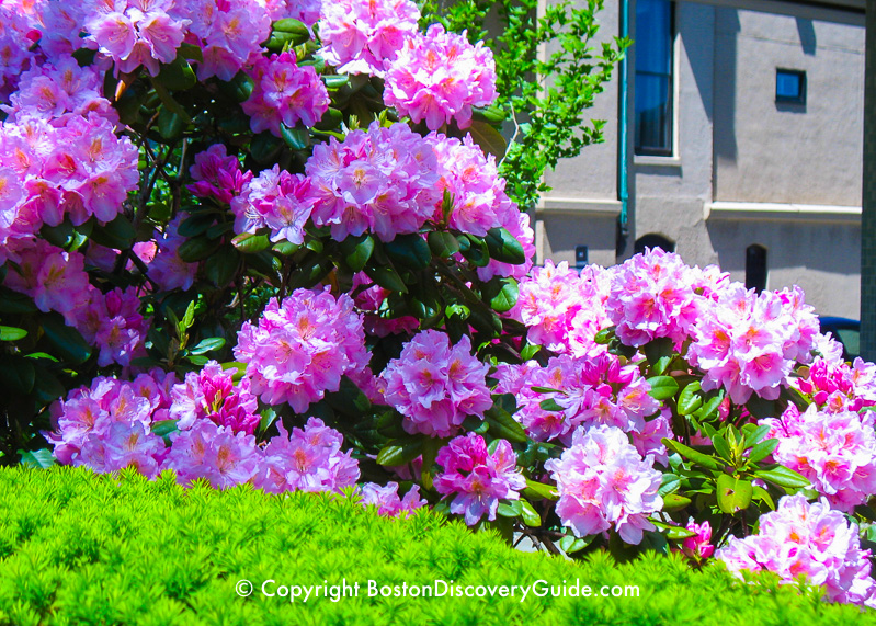 Rhododendrens blooming in Boston's Back Bay neighborhood in late May