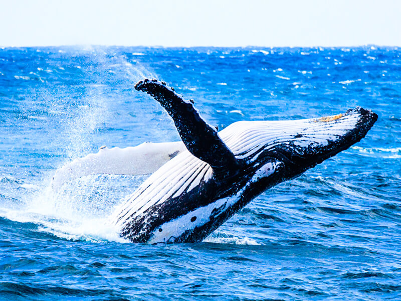 Look for breaching whales during your cruise - always a special sight!