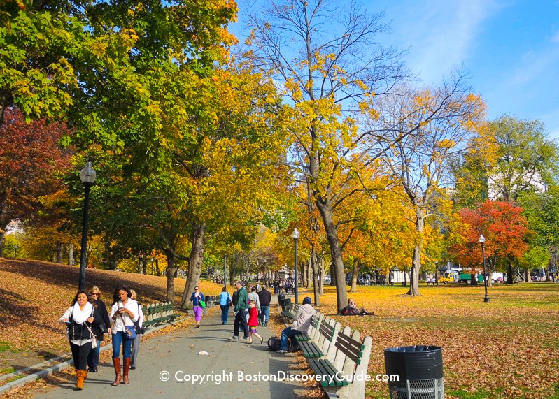 Colorful foliage on Boston Common in late October