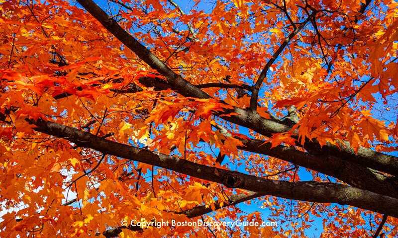 Orange, gold, and crimson leaves in New Hampshire