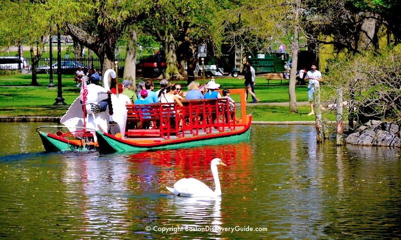 Swan Boat and swan on the Lagoon in Boston's Public Garden, across Boylston Street from the Four Seasons Hotel