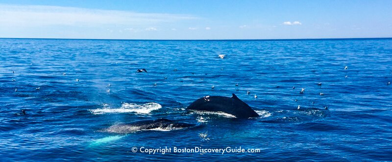 Whales spotted during a Boston whale watching cruise
