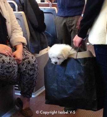Dog in a shopping bag on Boston's subway